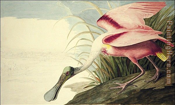 Roseate Spoonbill painting - John James Audubon Roseate Spoonbill art painting